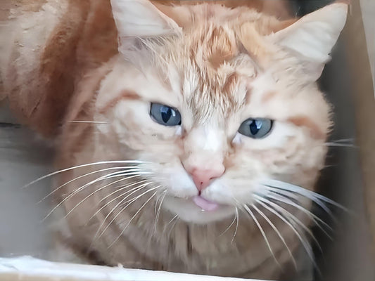 Le chat et le carton ne font plus qu'un.